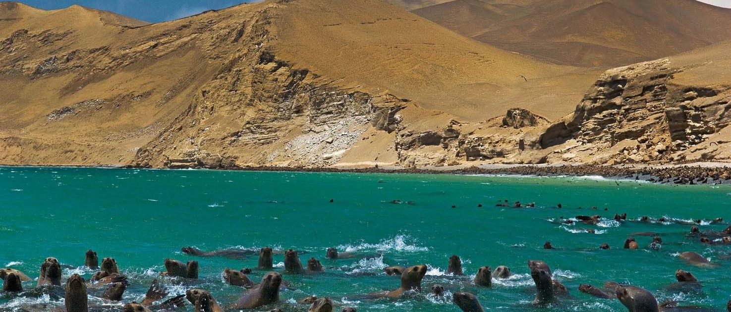 0-Paracas-Walter-H.-Wust