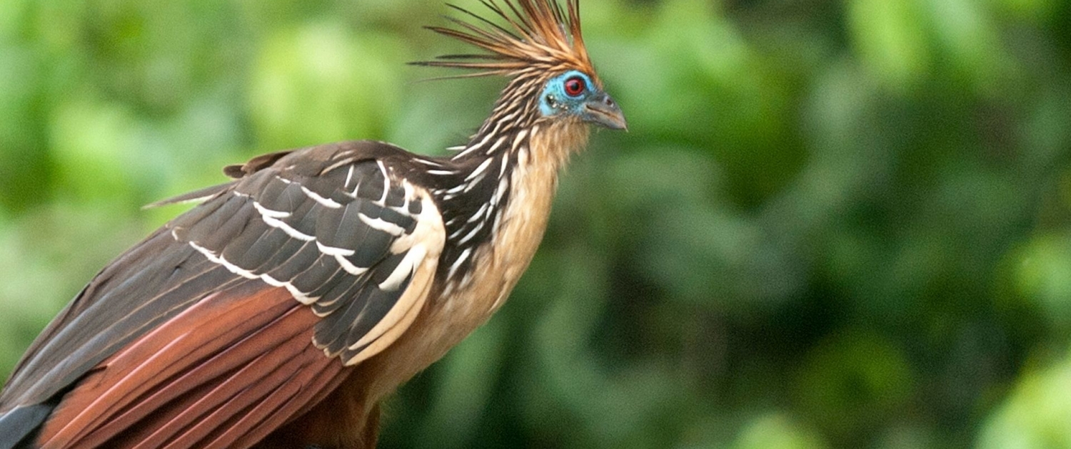 Hoatzin-Shansho-Jeff-Cremer